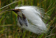 Bog Cotton - Isle of Lewis - Western Isles