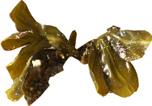 Seaweed - Kelp Industry