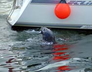 Stornoway harbour seals