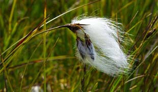 Bog Cotton Western Isles Wildflowers and Grasses