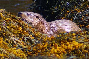 Otter - WEstern Isles Wildlife