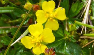 Tormentil-Western Isles Yellow Wildflowers