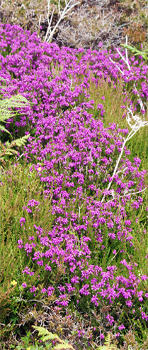 Pink Wildflowers - Bell Heather at Carloway