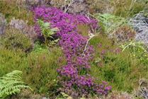 Carloway - Isle of Lewis - Bell Heather