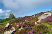 Carloway Brich and Surrounding Heather Covered Moors