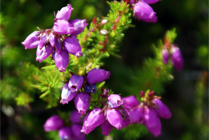 Pink Wildflowers-Bell Heather Hebrides