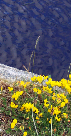 Birds Foot Trefoil - Yellow wiildflowers - Hebrides