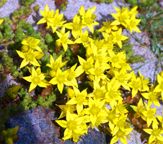 Biting Stonecrop - Hebrides Yellow Wildflowers