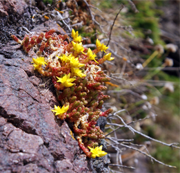 Biting Stonecrop