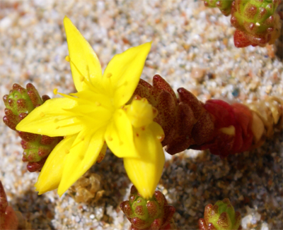 Yellow Western Isles Wildflowers - Biting Stonecrop