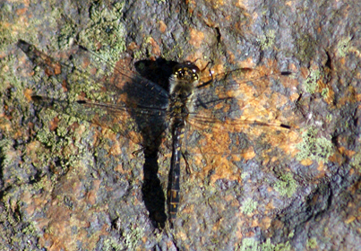 Black Darter Dragonfly