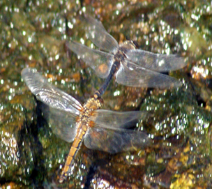 Black Darter Dragonflies Mating