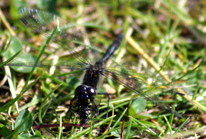 Black Darter Dragonfly - Hebrides Insect Sightings