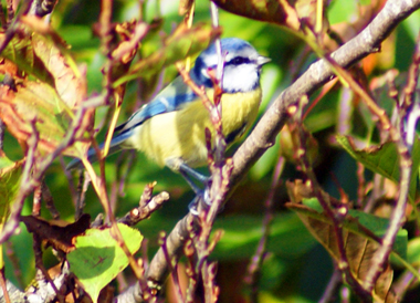Bluetit - Bird Sightings - Stornoway - Western Isles
