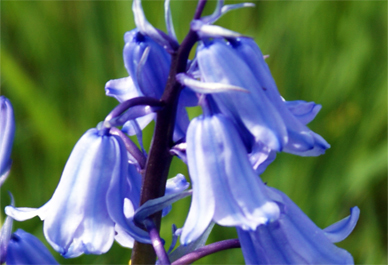 Bluebells - Stornoway -  Wildflowers