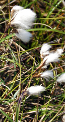 Stem of the Red Bartsia - Western Isles Wildflowers