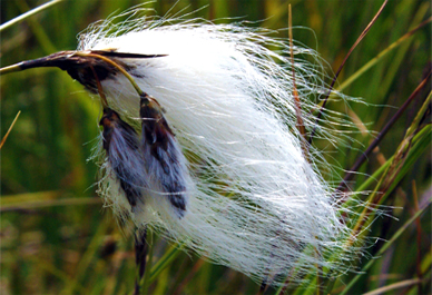 Bog Cotton  - Wildflowers