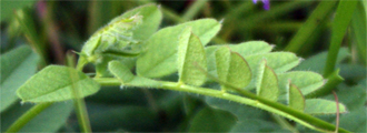 Bush Vetch Leaves