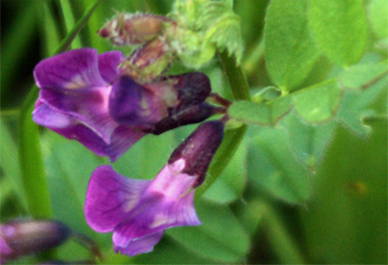 Bush Vetch - Western Isles Purple Wildflowers
