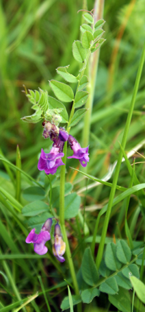 Bush Vetch at Scalpay