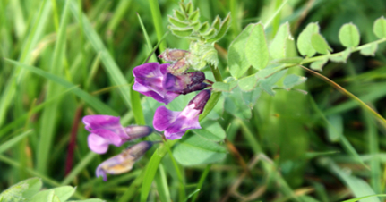 Purple Western Isles wildflowers
