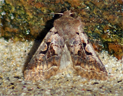 Hebrew Character Moth