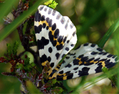 magpie moth Western Isles