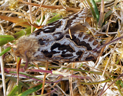 map winged swift moth