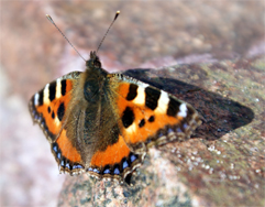 Small Tortoiseshell Butterfly