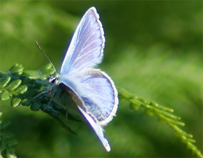 Common Blue Butterfly