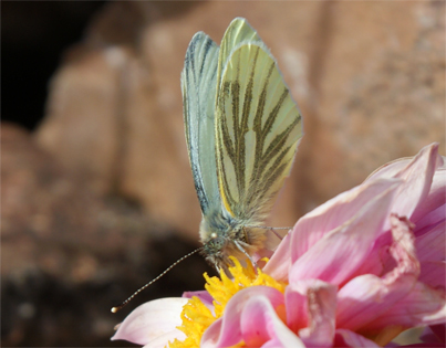 Green Veined White Butterfly-Outer Hebrides