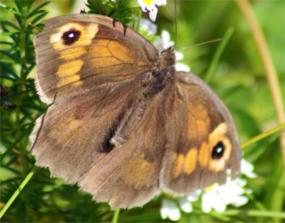 Meadow Brown Butterfly -Outer Hebrides