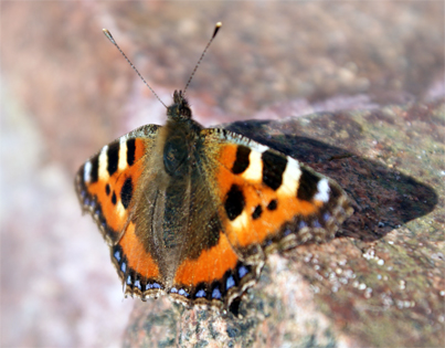 Small Tortoiseshell Butterfly- Balallan - Lewis - Outer Hebrides