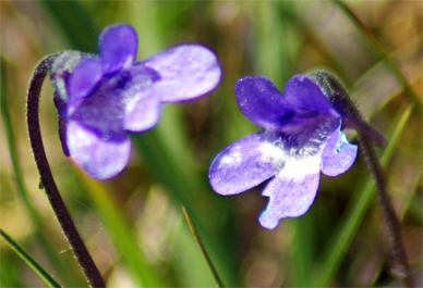 Butterwort - Wildflowers of the Hebrides