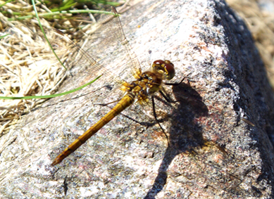Common Darter Female Dragonfly
