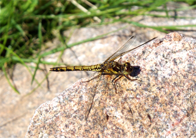 Common Darter Dragonfly at Balallan - Isle of Lewis - Western Isles