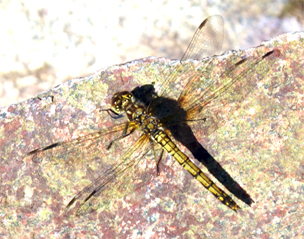 Common Darter Dragonfly - Isle of Lewis