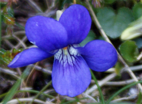 Common Dog Violet- Isle of Lewis  Wildflowers Hebrides
