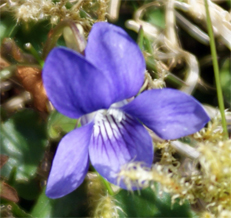 Hebrides Wildflowers - Dog Violets