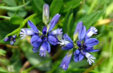Common Milkwort - Western Isles Wildflowers