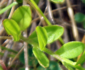 Common milkwort-leaves