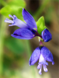 Blue Common Milkwort Hebrides Flora