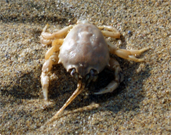 crabs - western isles crabs - crustacea