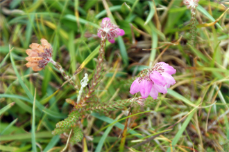 Bog Heather -  Western Isles