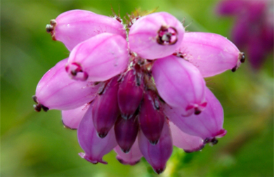 Cross Leaved Heath Heather - Western Isles Wildflowers