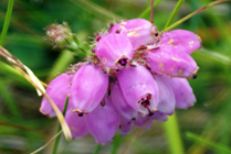 Carloway - Isle of Lewis - Bell Heather