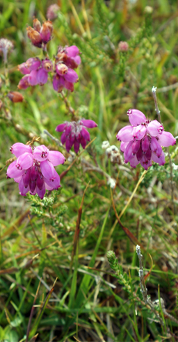 Pink Wildflowers - CRoss laeved Heath  Heather