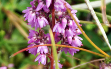 Ling Heather