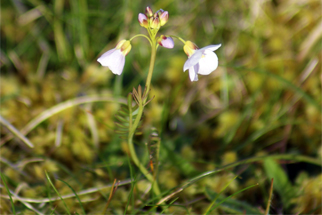 Cuckoo Flower
