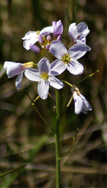 Cuckoo Flower  - Isle of Harris Wildflowers